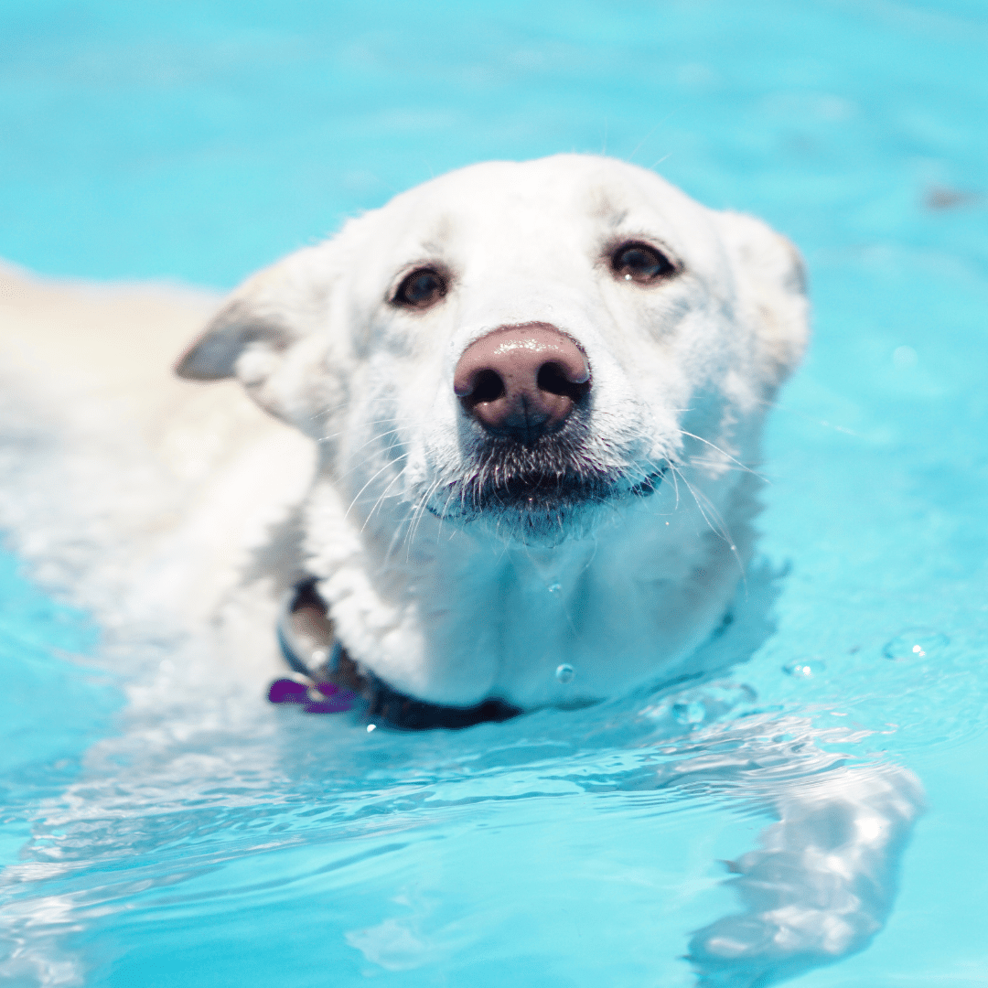 Swimming in February? Why a Doggy Daycare Pool is Perfect Year-Round