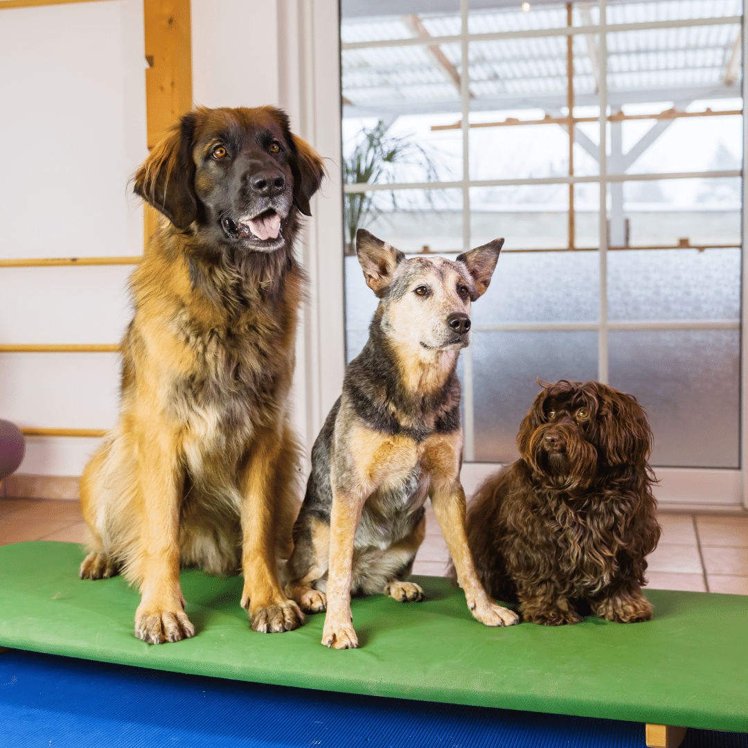 How to Prepare Your Pet for Their First Day of Daycare or Boarding